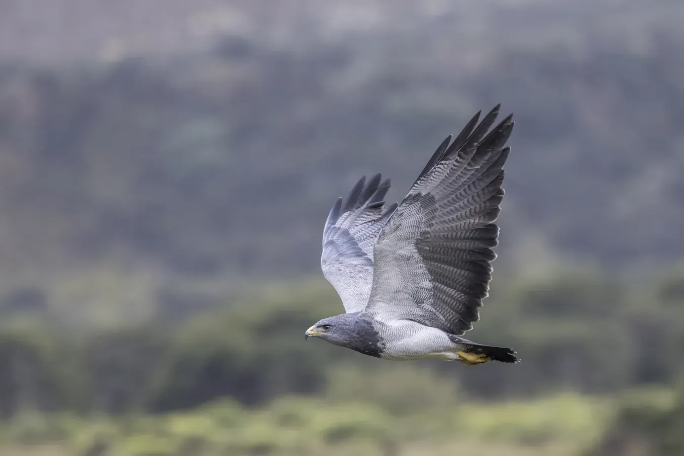 File:Black-chested buzzard-eagle (Geranoaetus melanoleucus australis) in flight Chingaza.jpg