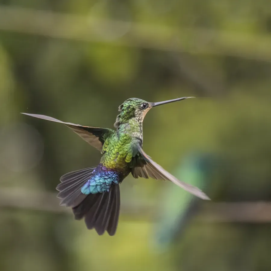 File:Blue-throated starfrontlet (Coeligena helianthea) female in flight Cundinamarca.jpg