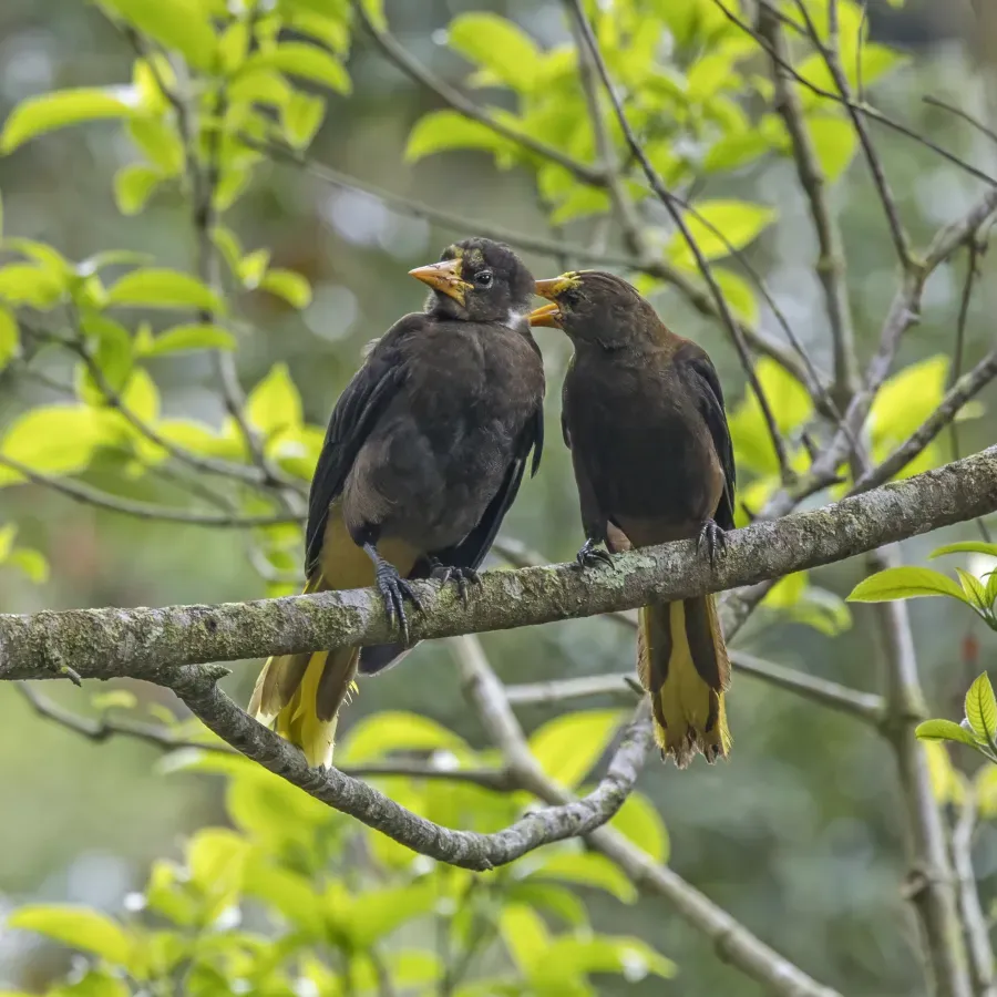 File:Russet-backed oropendolas (Psarocolius angustifrons salmoni) pair grooming Las Tangaras.jpg