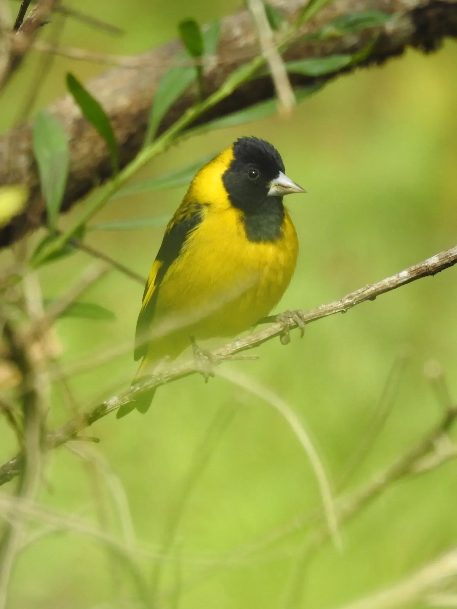 File:Spinus notatus 6249168.jpg