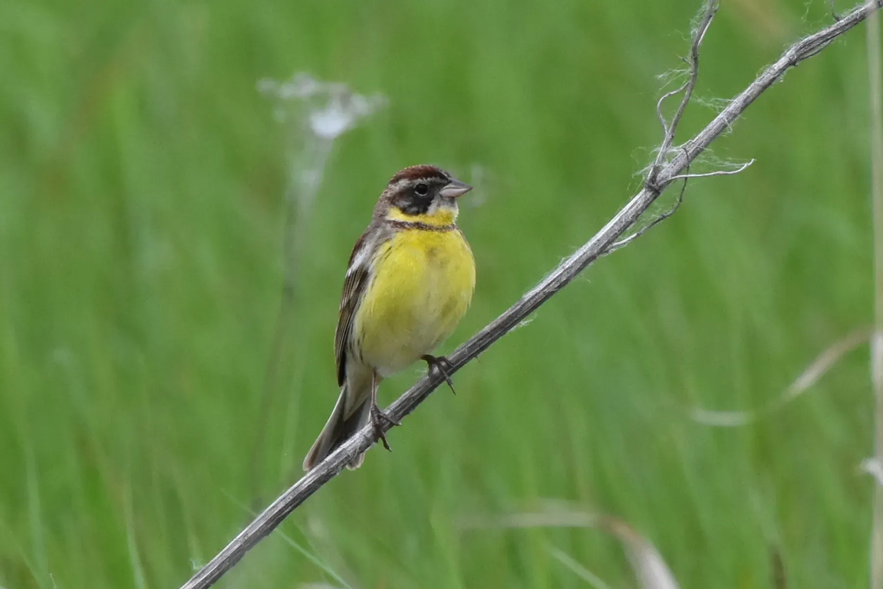 File:Emberiza aureola 285833103.jpg