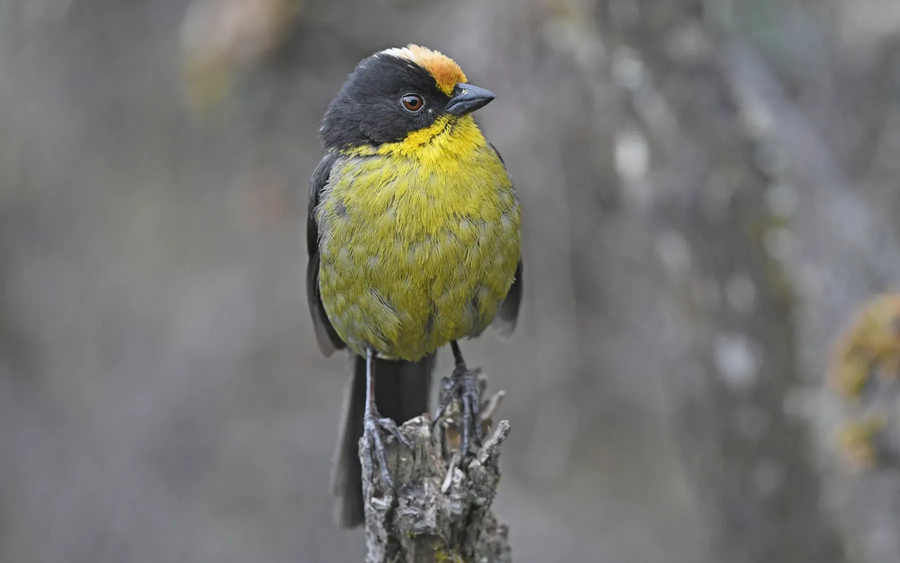 File:Atlapetes pallidinucha 236930949.jpg