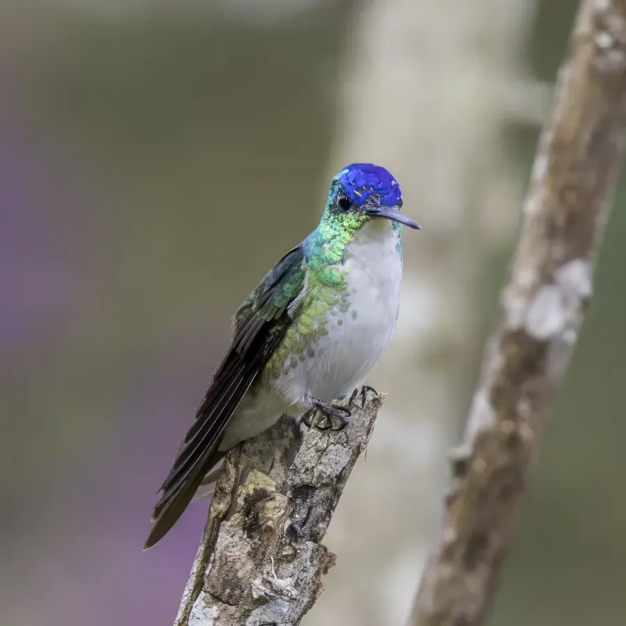File:Andean emerald (Uranomitra franciae franciae) male Cundinamarca.jpg