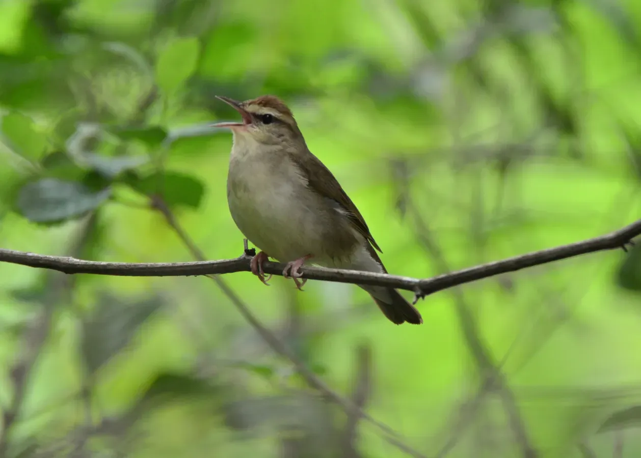 File:Limnothlypis swainsonii 108702586.jpg