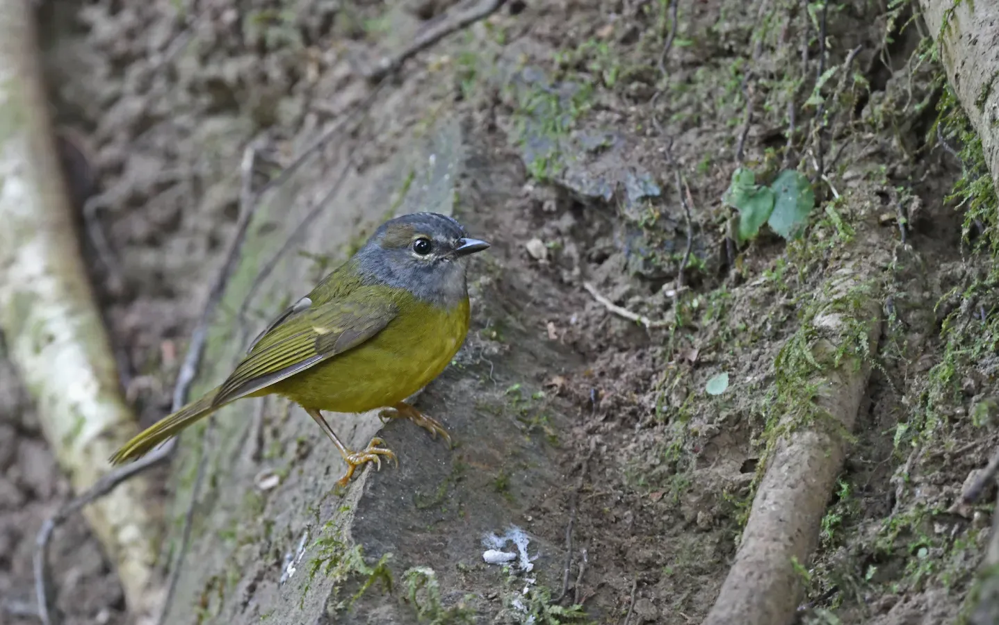 File:Myiothlypis conspicillata 283996598.jpg