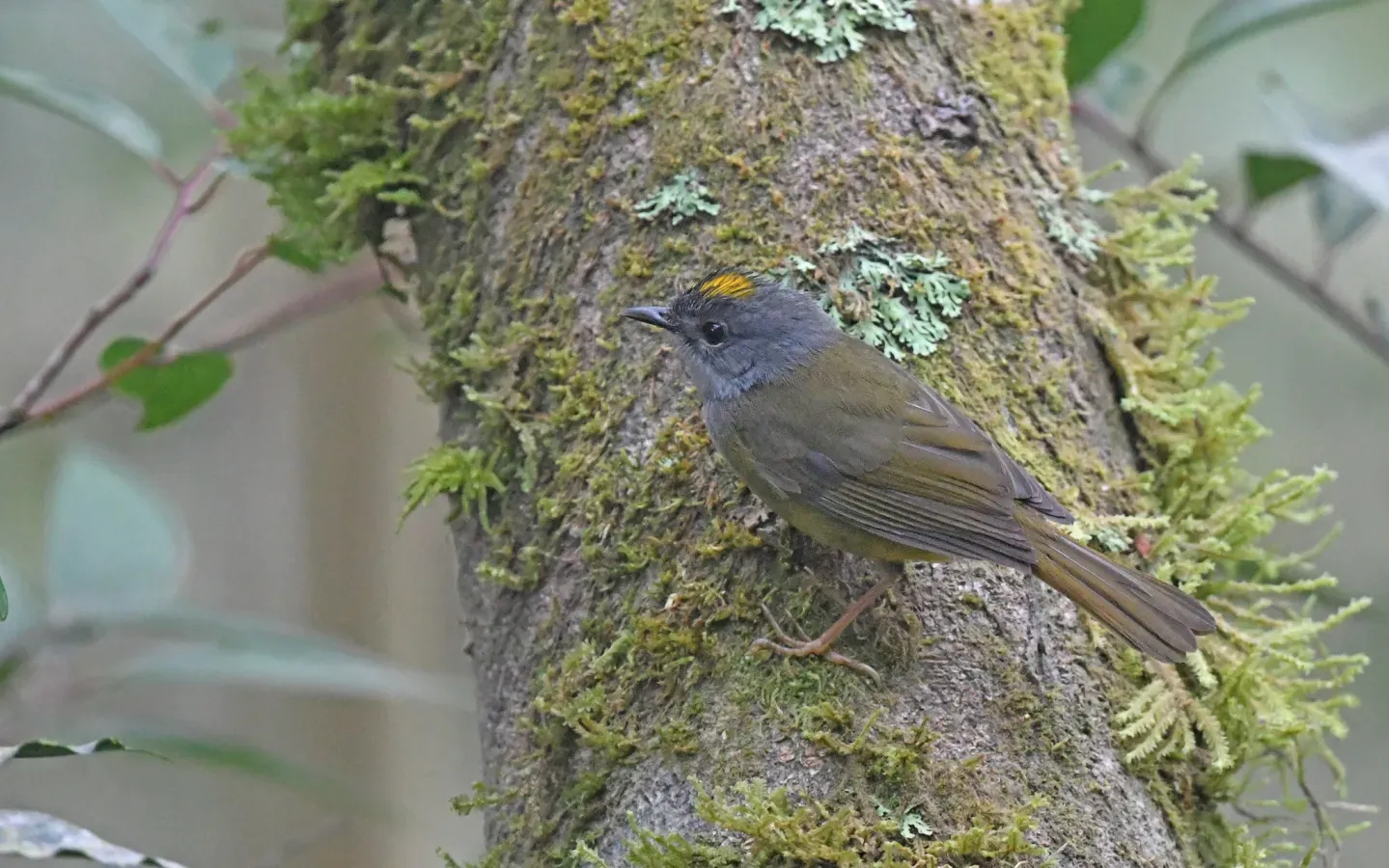 File:Myiothlypis cinereicollis 273469729.jpg