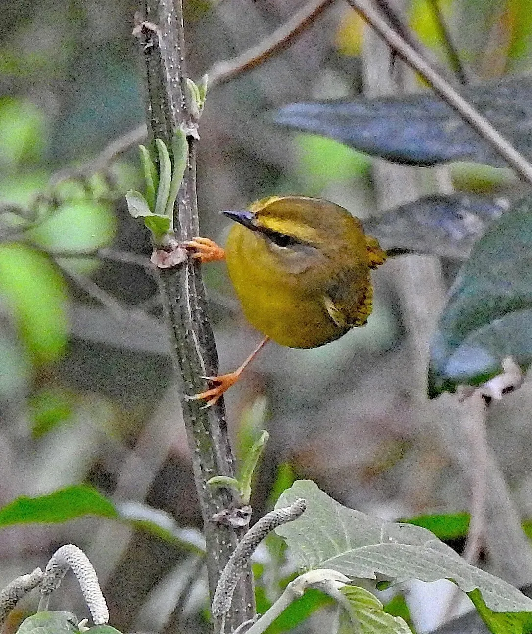 File:Myiothlypis signata 238105264.jpg