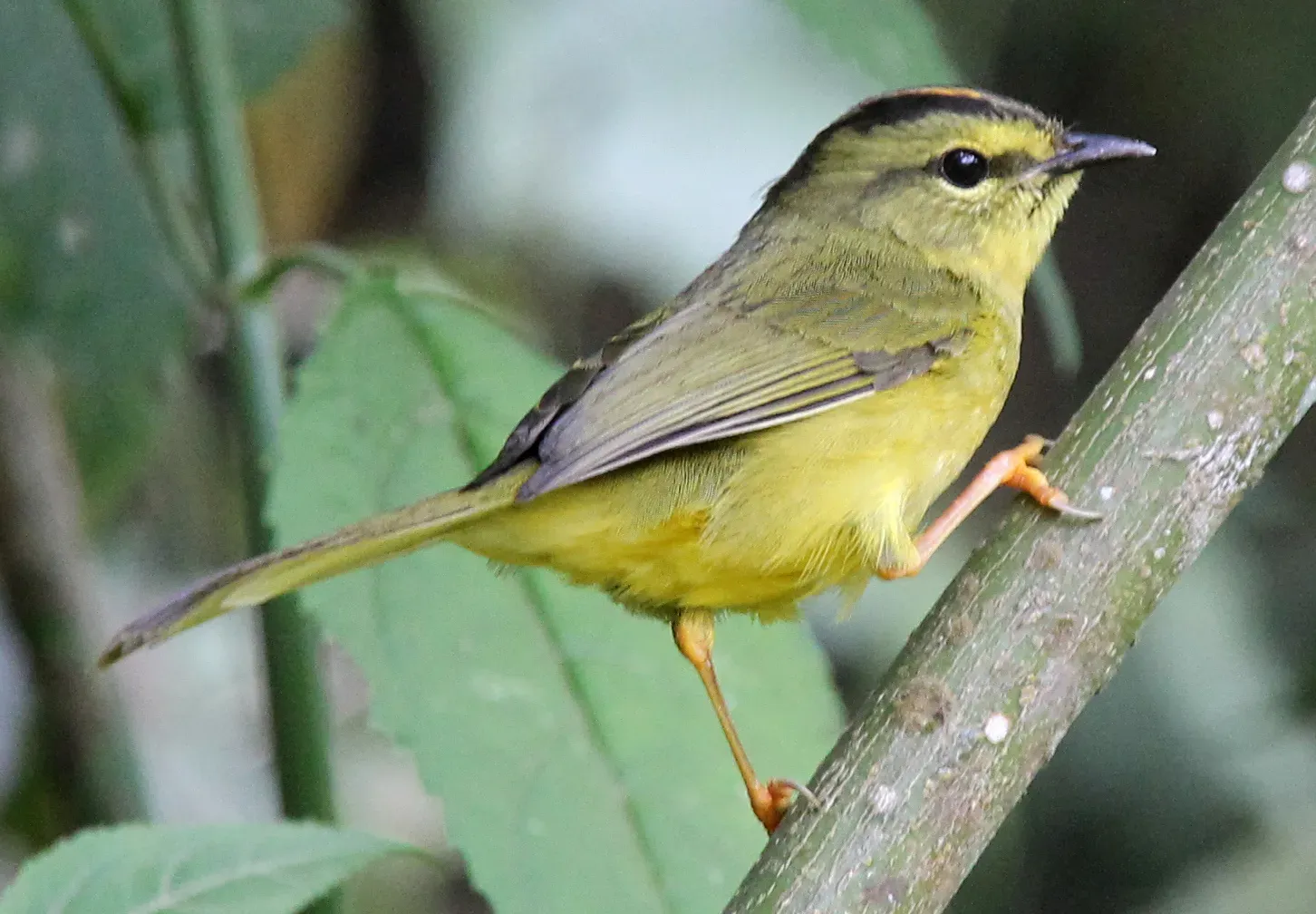File:Myiothlypis bivittata 114323154.jpg