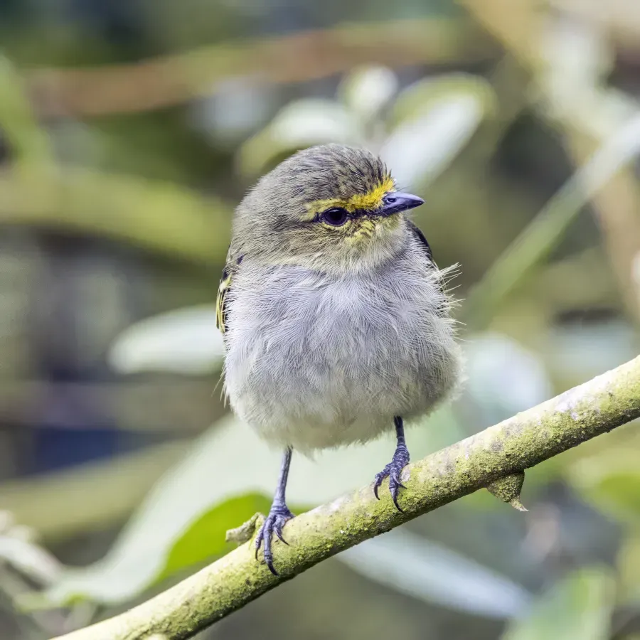 File:Golden-faced tyrannulet (Zimmerius chrysops chrysops) Cundinamarca.jpg