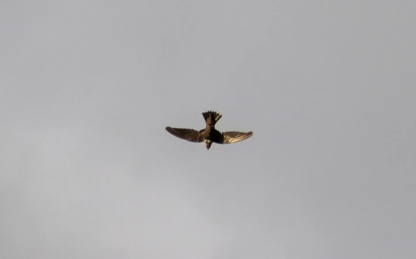 File:Streptoprocne biscutata 125602090.jpg
