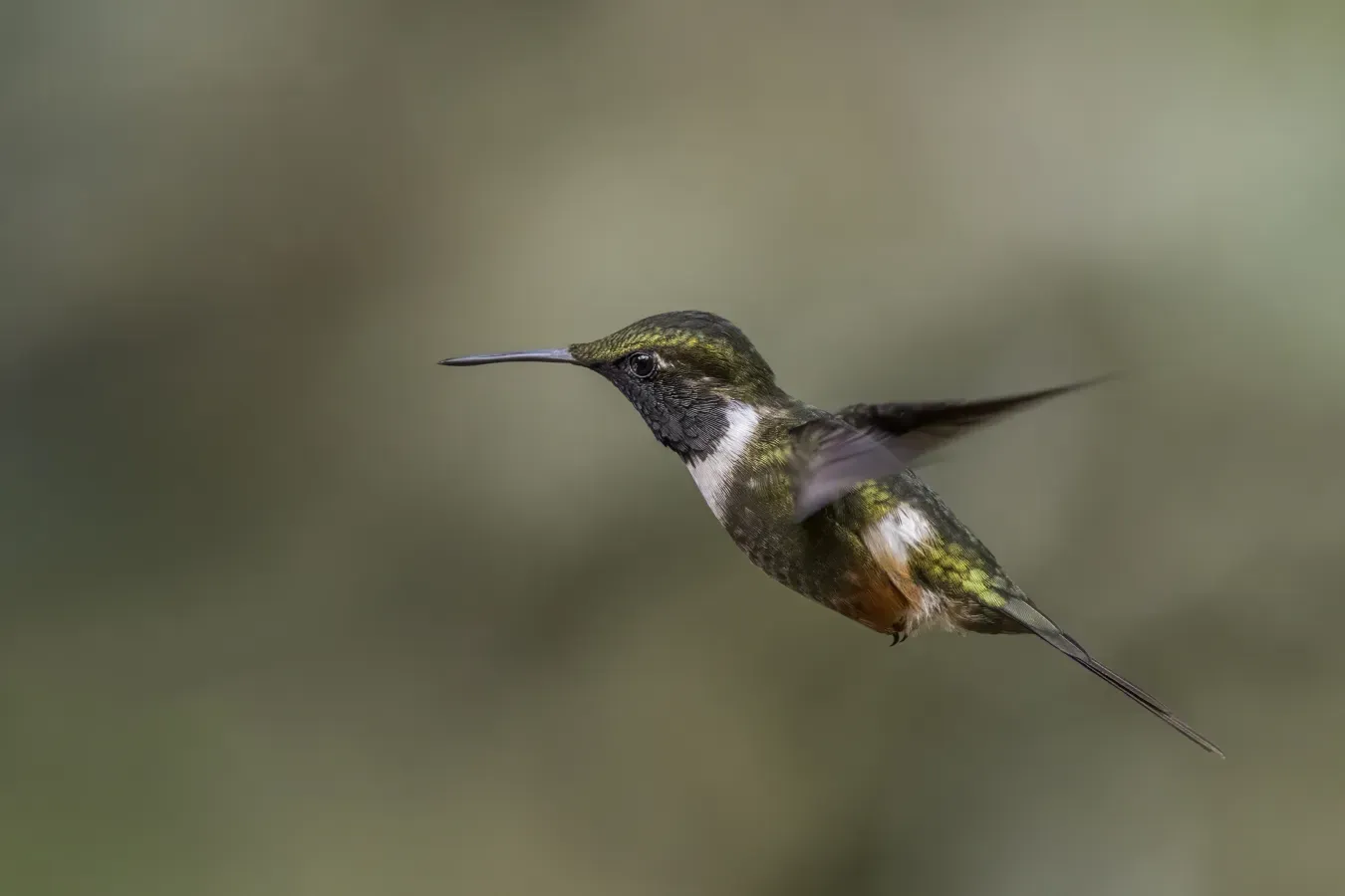 File:Purple-throated woodstar (Philodice mitchellii) male in flight Las Tangaras.jpg