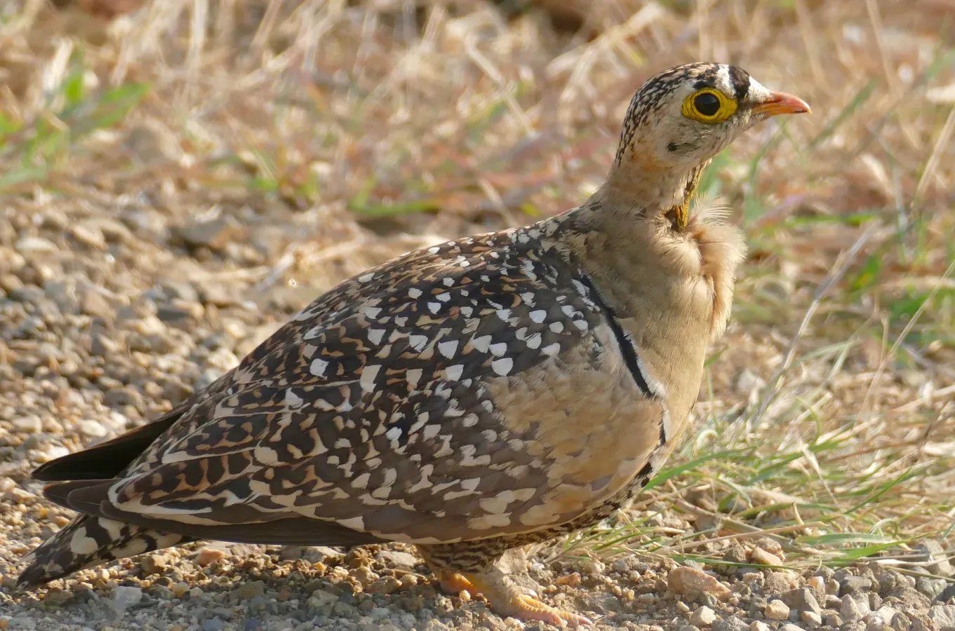File:Day 1 Double-banded Sandgrouse (Pterocles bicinctus) male ... (53203952945).jpg