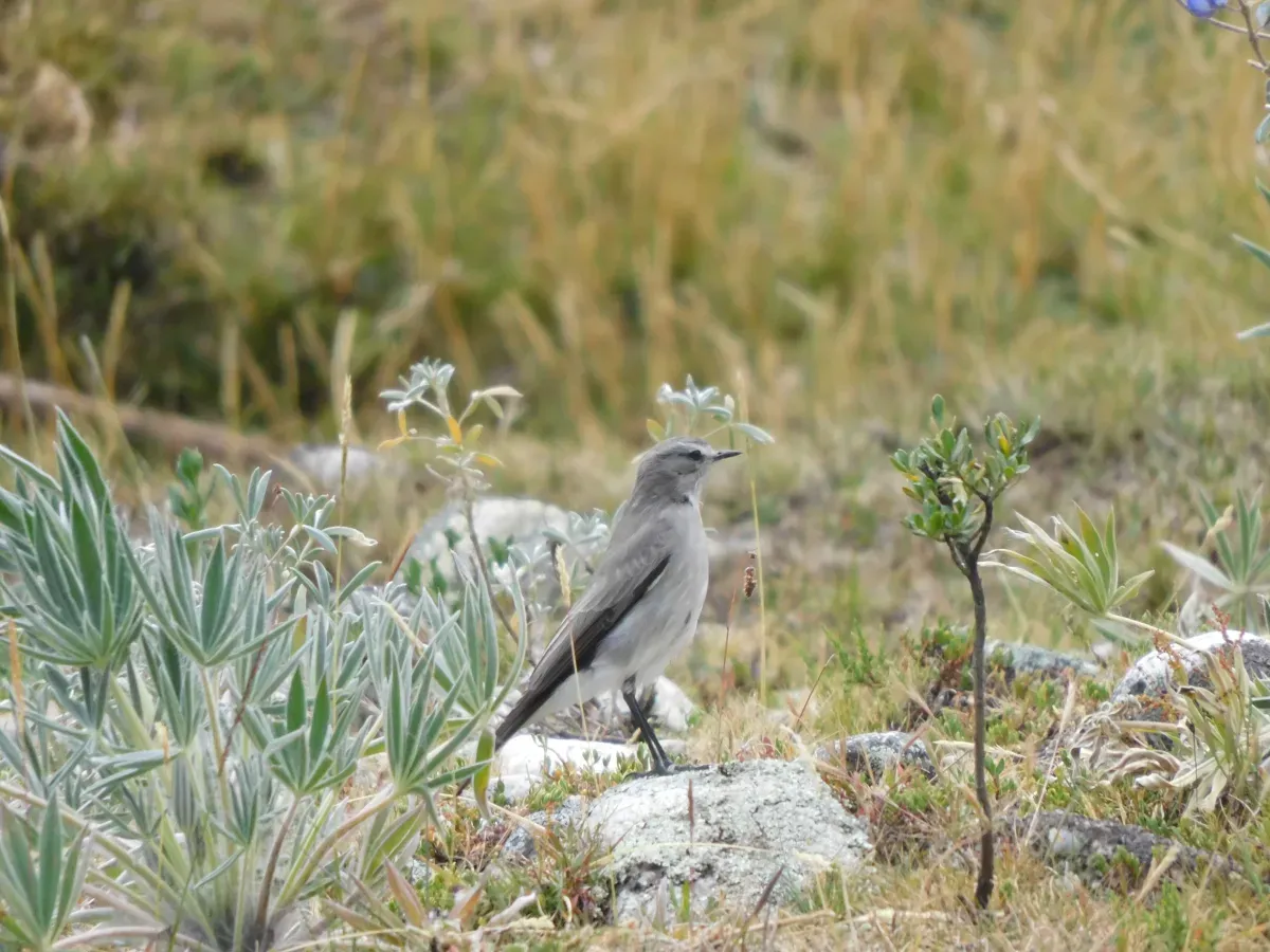 File:Muscisaxicola albilora.jpg