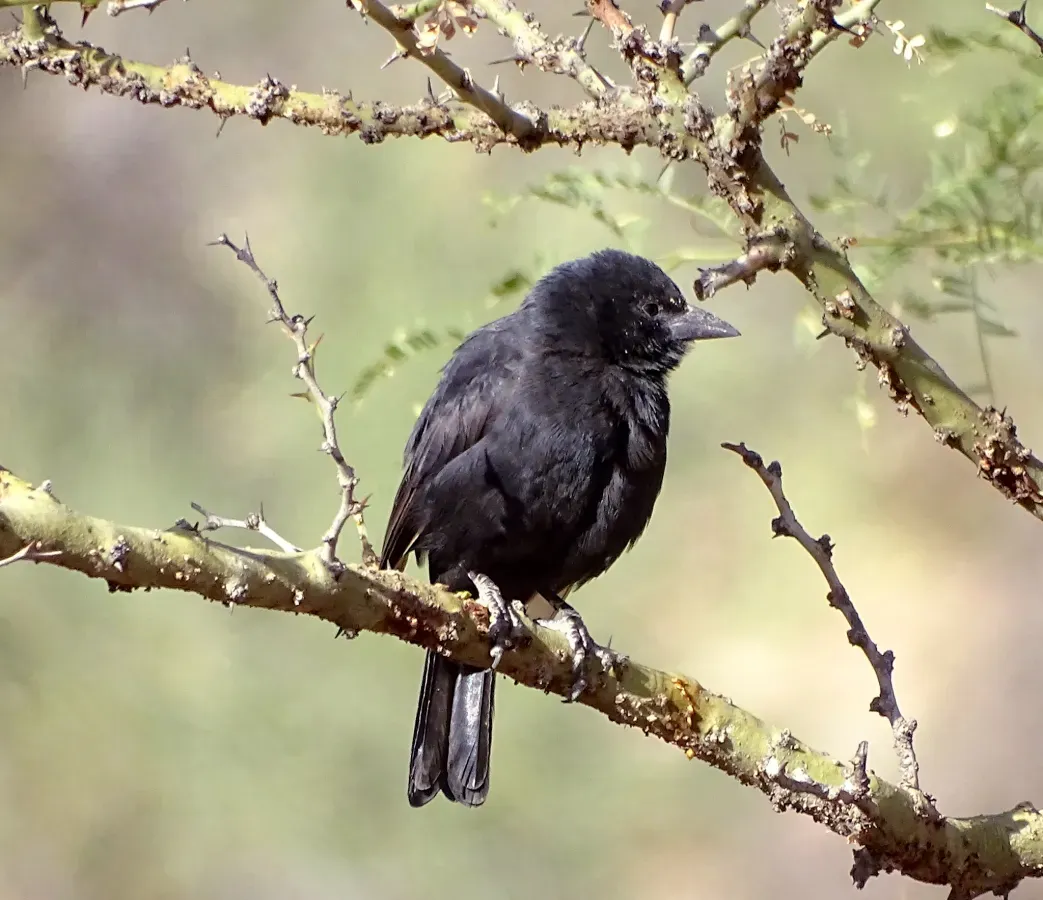 File:Bolivian Blackbird Oreopsar bolivianus, Narciso Campero, Bolivia 1.jpg