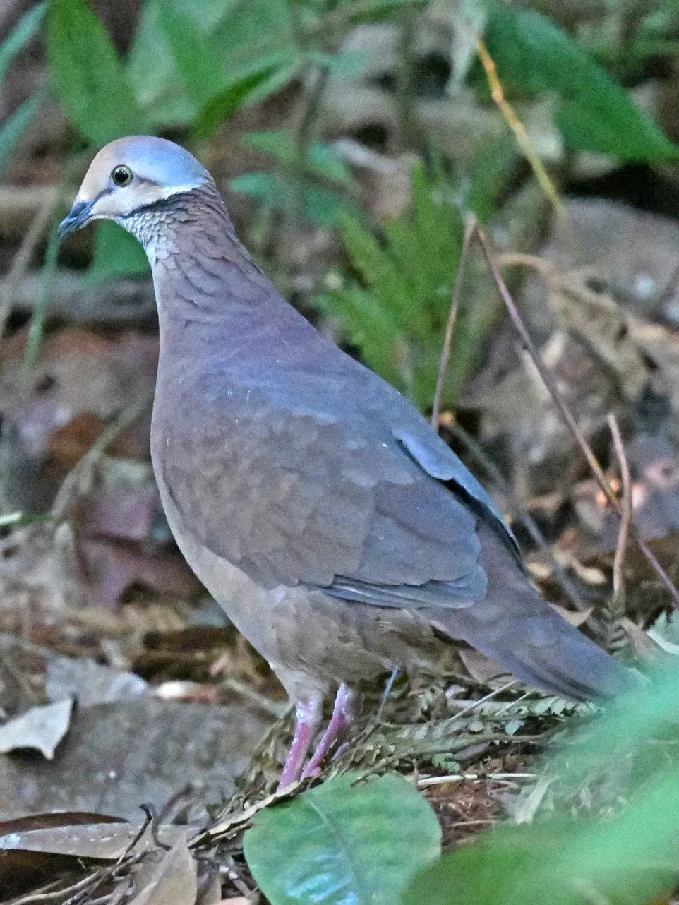 File:Zentrygon linearis.jpg