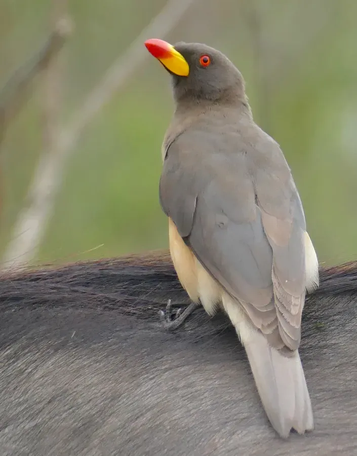File:Day 11 Yellow-billed Oxpecker (Buphagus africanus) (53226606910).jpg