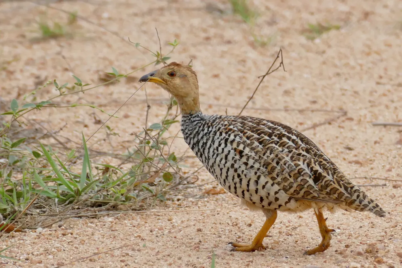 File:Coqui Francolin (Campocolinus coqui) male crossing the road ... (53226473184).jpg