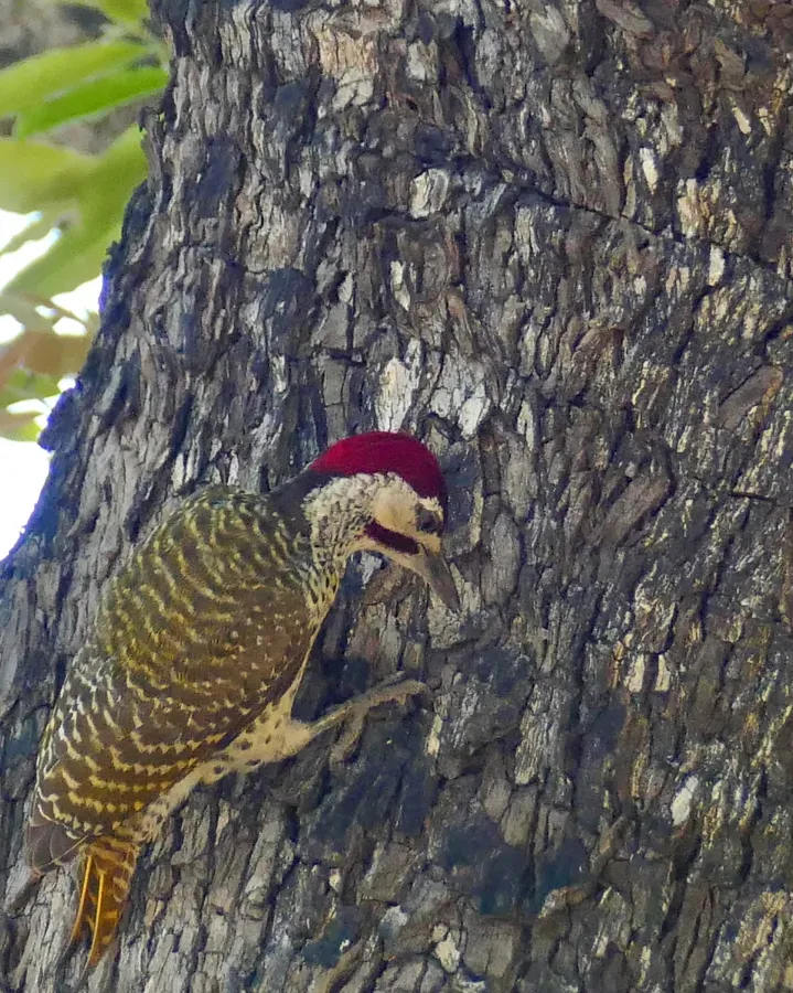 File:Day 16 Golden-tailed Woodpecker (Campethera abingoni) male ... (53238494770).jpg
