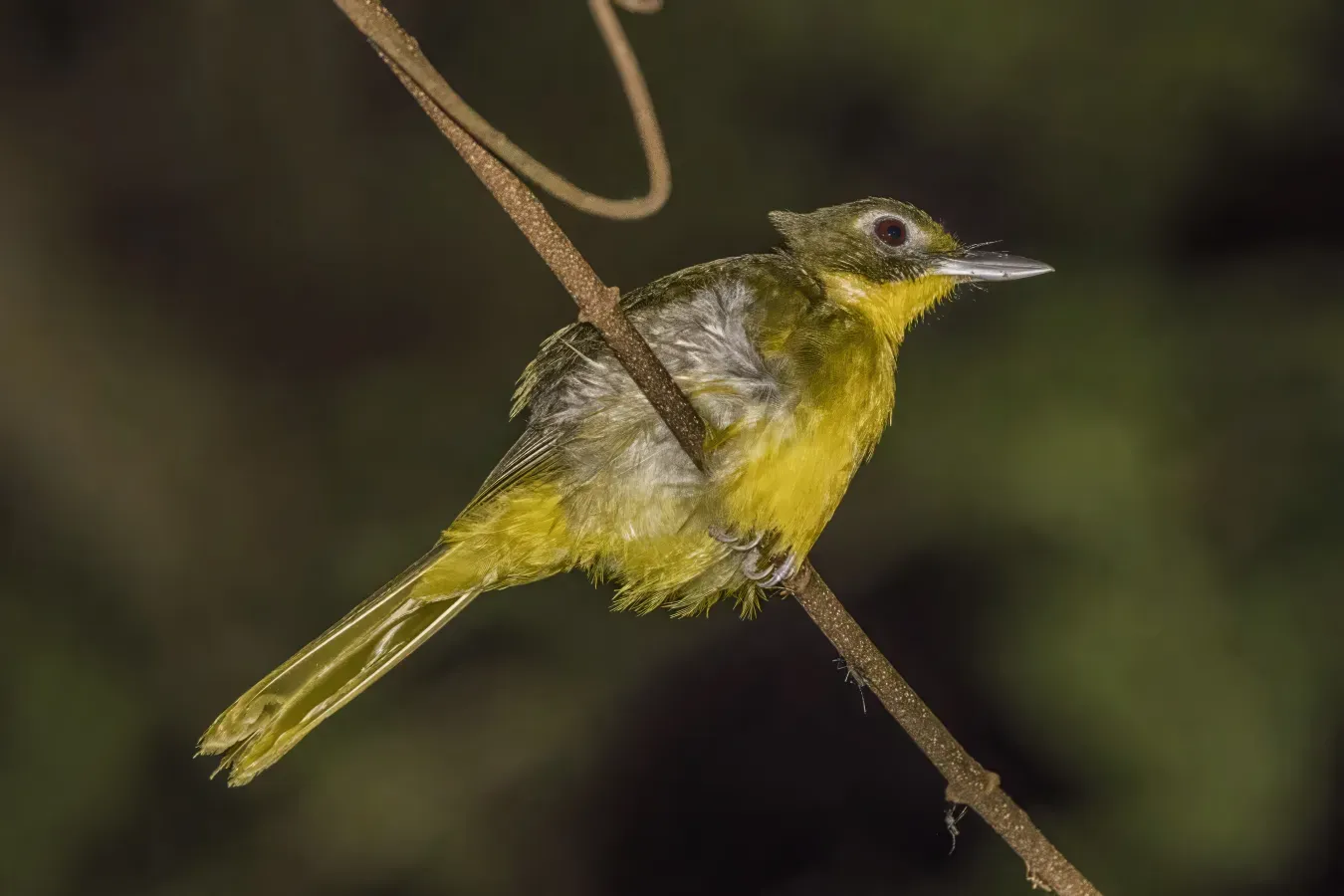 File:Green-tailed bristlebill (Bleda eximius) Ankasa.jpg