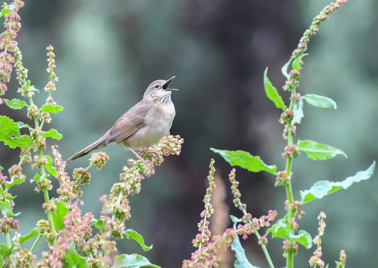 File:Long-billed Bush Warbler (Locustella major) (53252207414).jpg