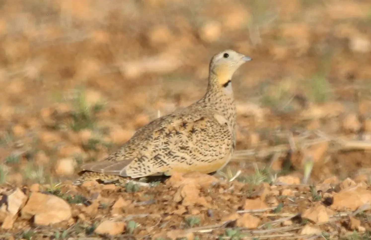 File:Female black-bellied sandgrouse (Pterocles orientalis) in Algeria.jpg