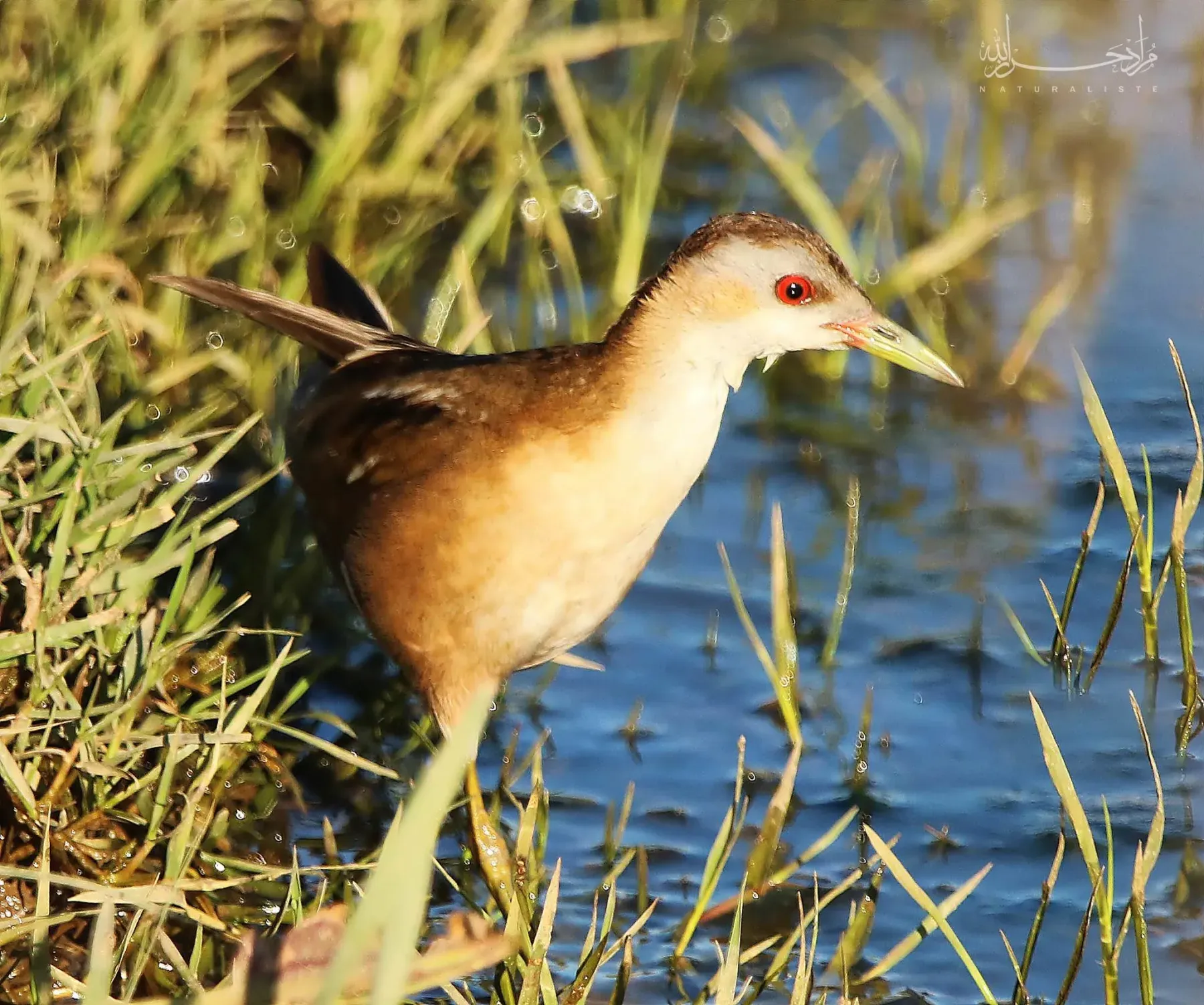 File:Female little crake (Zapornia parva) in Algeria.jpg