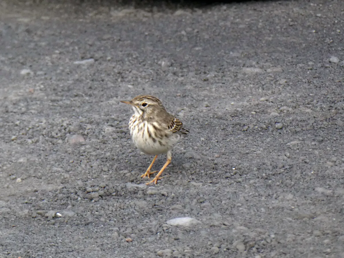 File:Anthus berthelotii, Fuencaliente 01.jpg