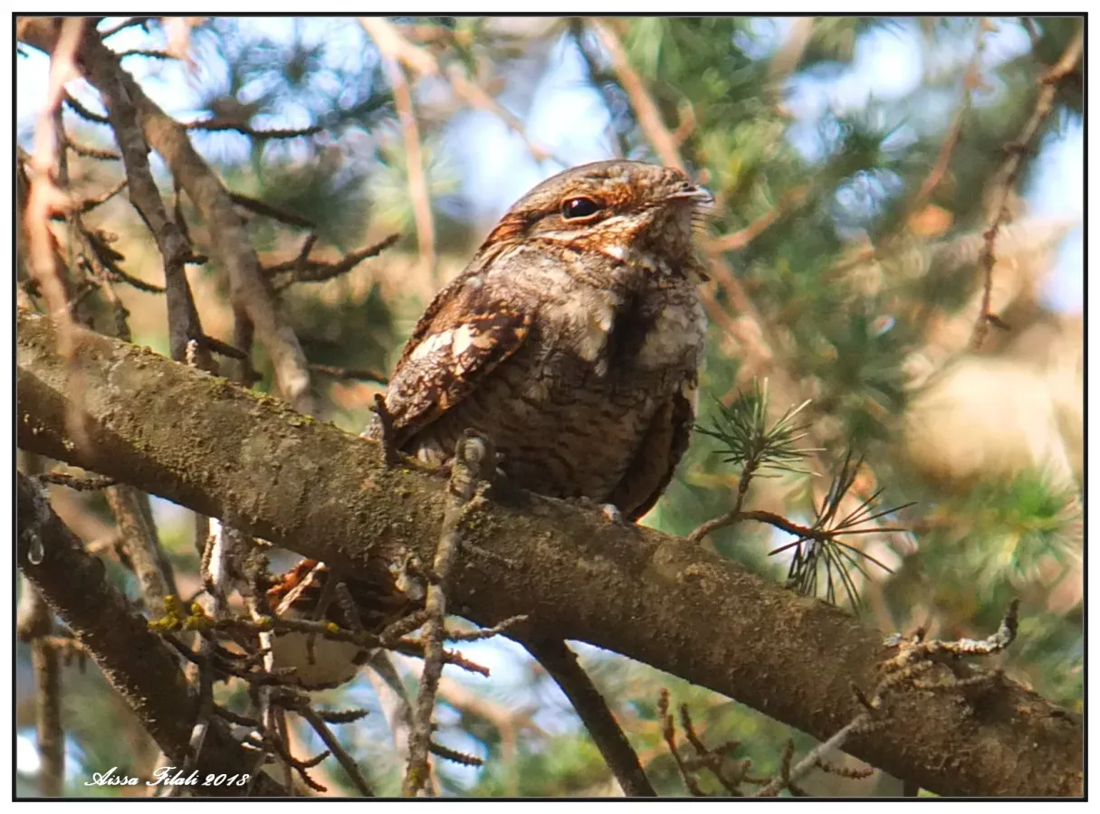 File:Red-necked nightjar (Caprimulgus ruficollis) in Algeria.jpg