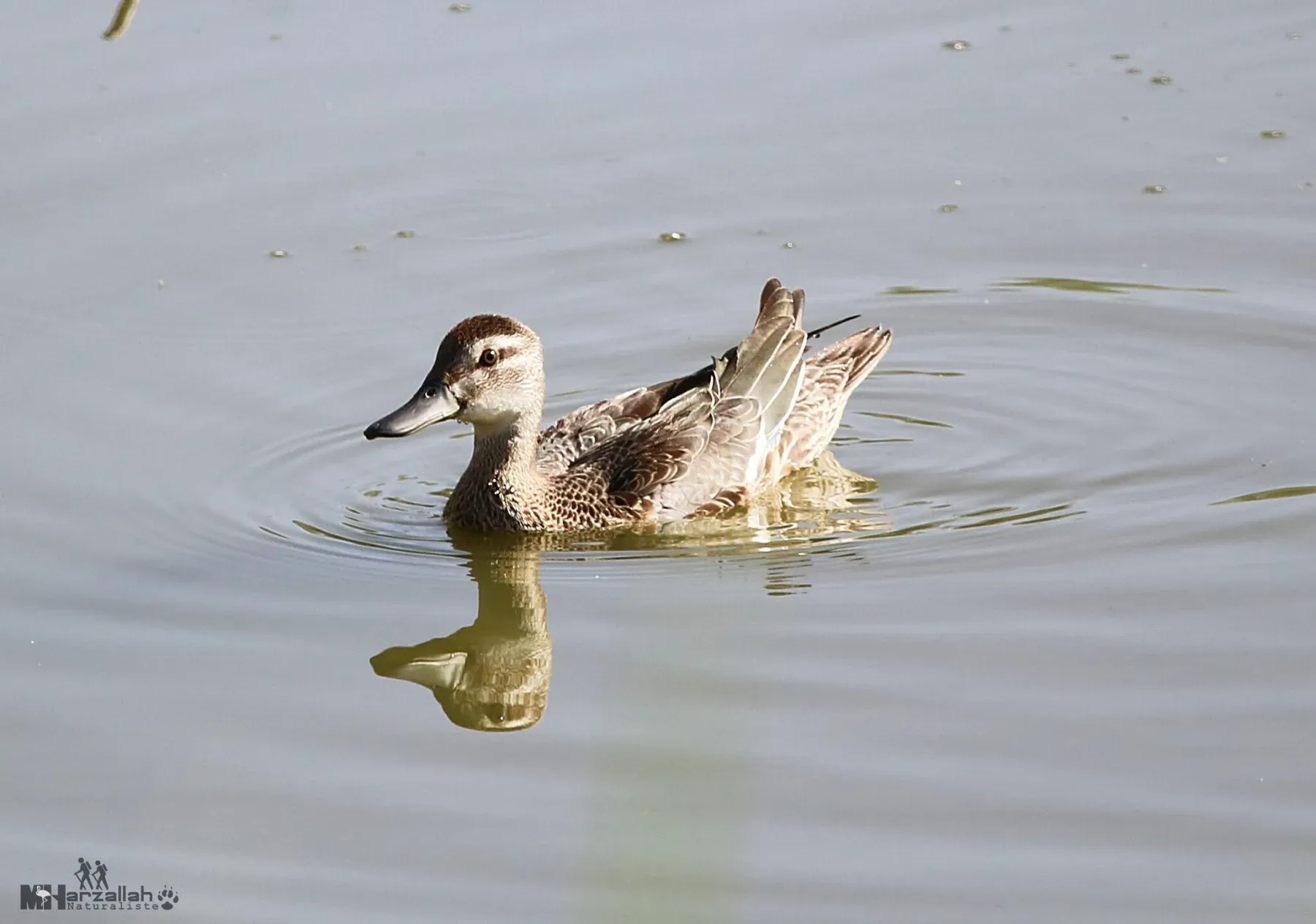 File:Female garganey (Spatula querquedula) in Algeria.jpg