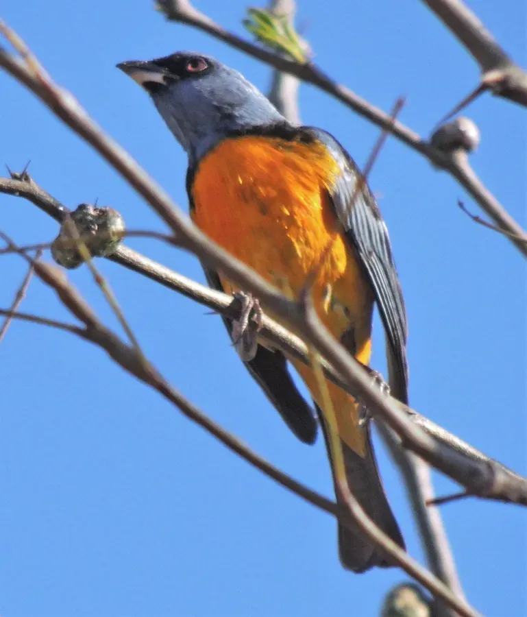 File:Rauenia bonariensis.jpg
