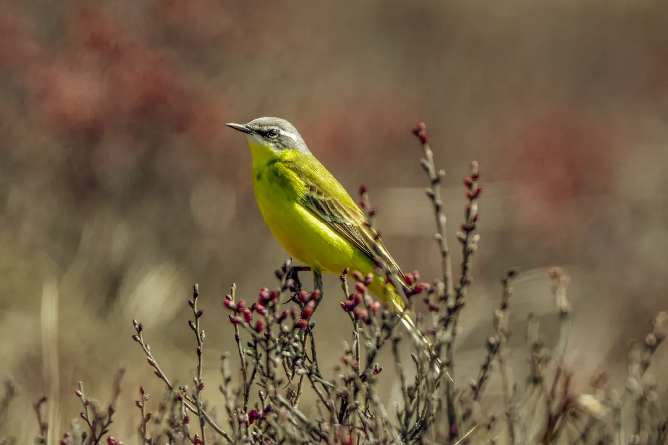 File:Eastern Yellow Wagtail (Motacilla tschutschensis tschutschensis), Kamchatka, Russia 01.jpg