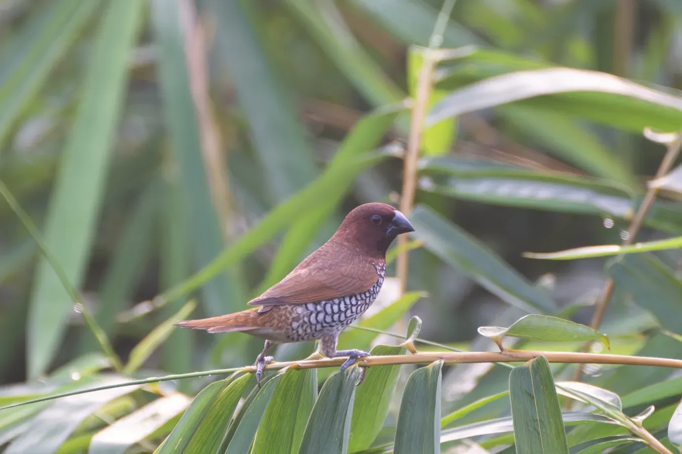File:Scaly-breasted munia or spotted munia (Lonchura punctulata) at Dehradun, Uttarakhand 01.jpg