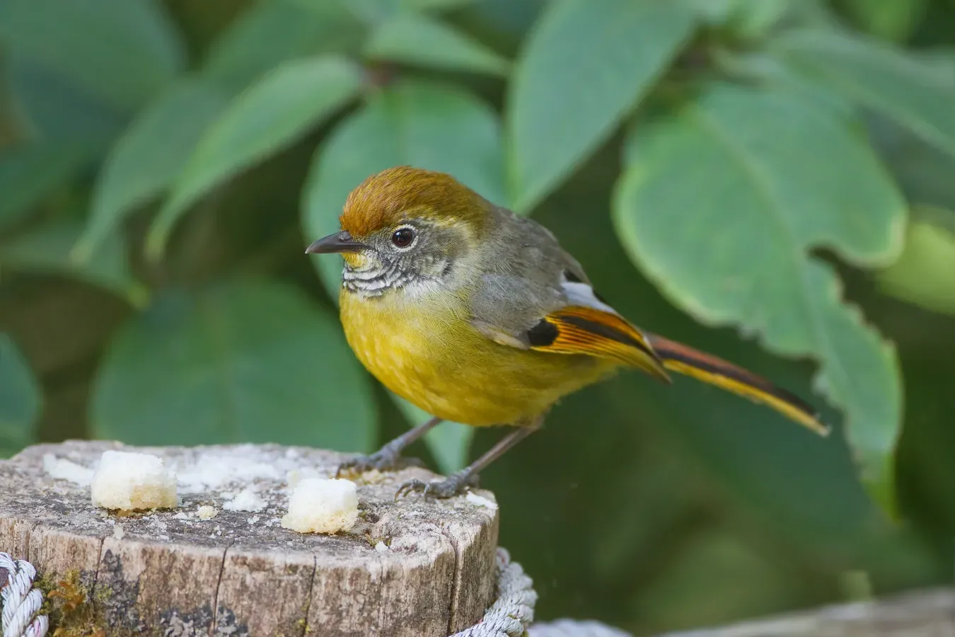 File:Actinodura strigula - Doi Inthanon.jpg