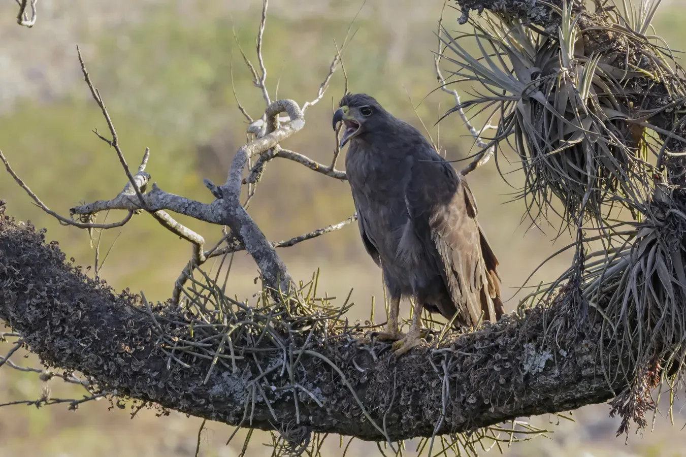 File:Buteogallus solitarius 32183905.jpg