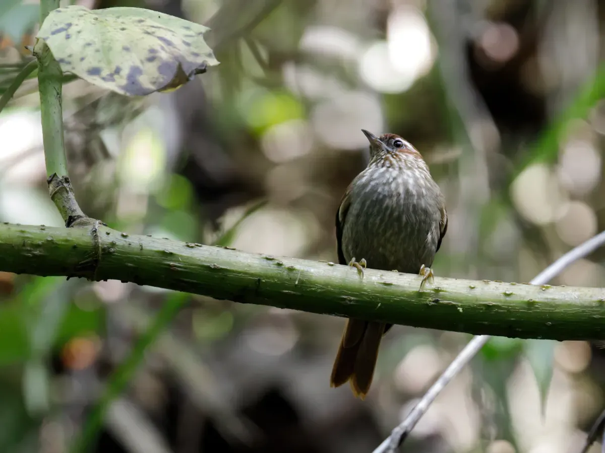 File:Siptornis striaticollis - Spectacled Prickletail.jpg