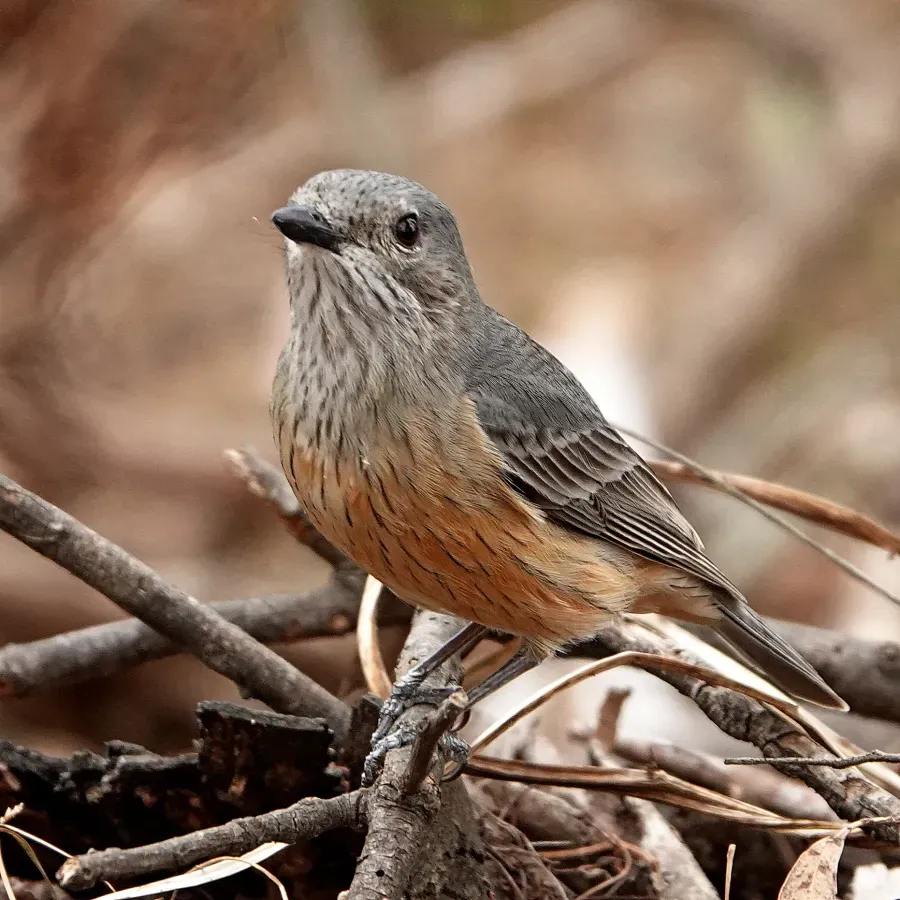File:Pachycephala rufiventris 329869345.jpg