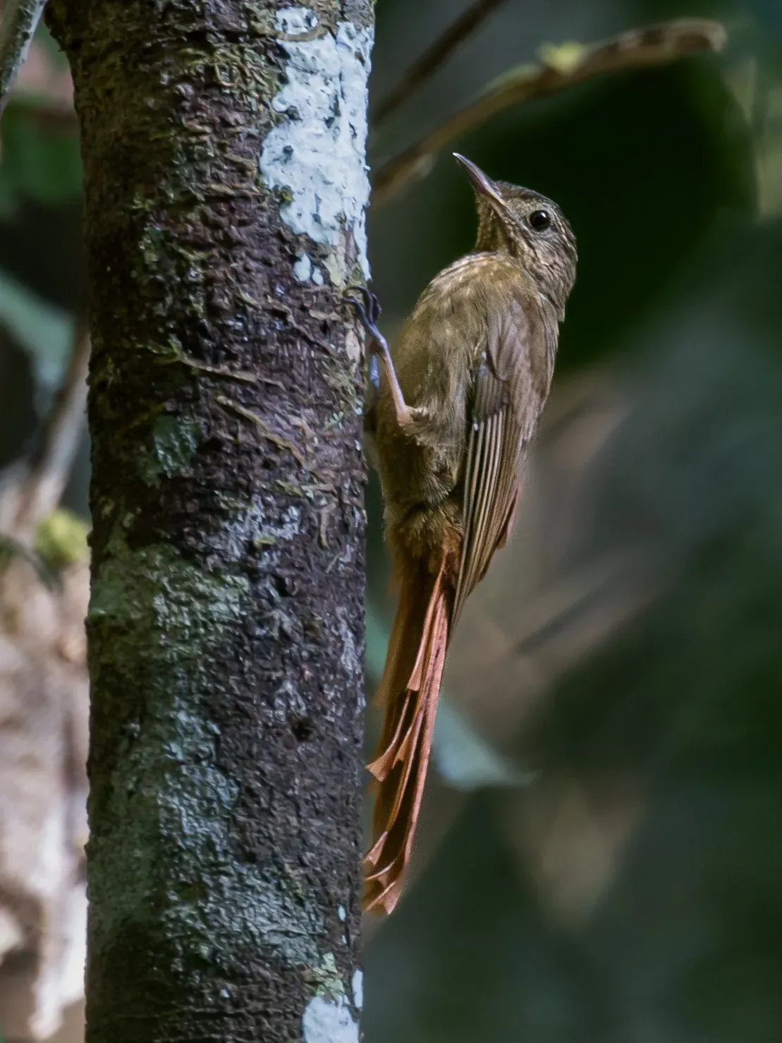 File:Certhiasomus stictolaemus Spot-throated Woodcreeper; Presidente Figueiredo, Amazonas, Brazil.jpg