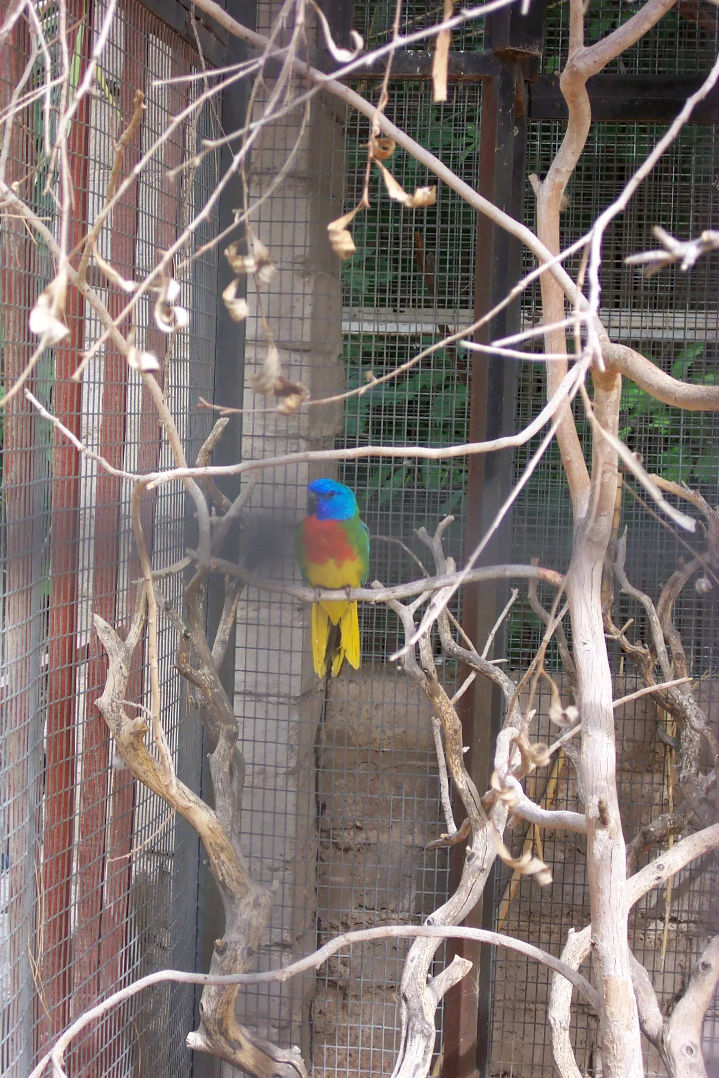 File:Neophema splendida (Las Vegas Zoo).jpg