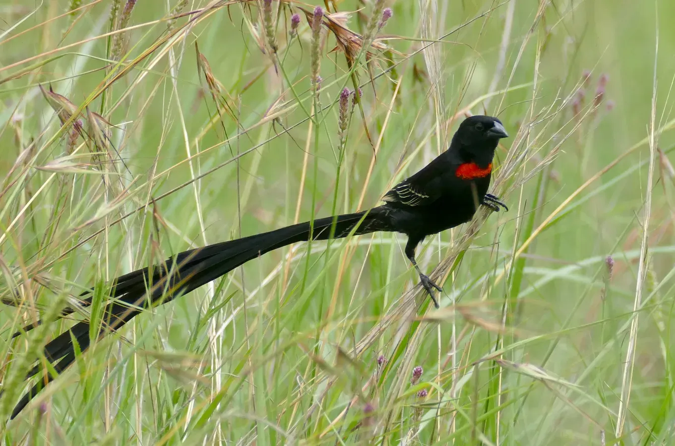 File:Day 72 Red-collared Widowbird (Euplectes ardens) male ... (53365679892).jpg