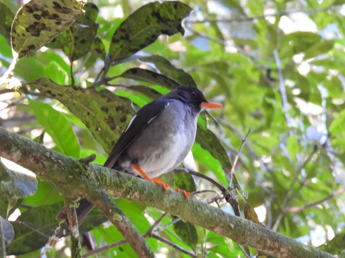 File:Turdus aurantius 177197958.jpg