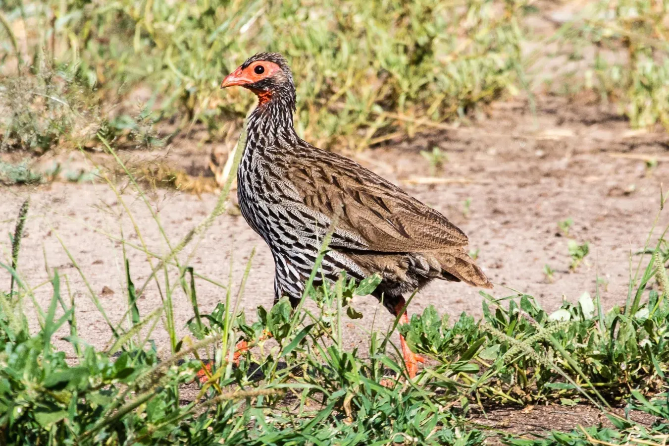 File:Pternistis afer 230438453.jpg