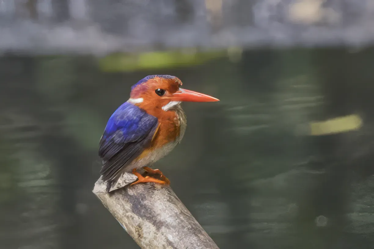 File:White-bellied kingfisher (Corythornis leucogaster bowdleri) Ankasa.jpg
