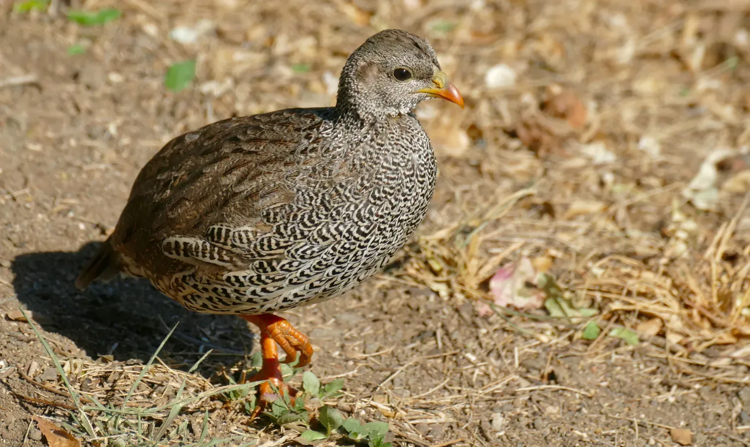 File:Day 75 Natal Spurfowl (Pternistis natalensis) (53377516830).jpg