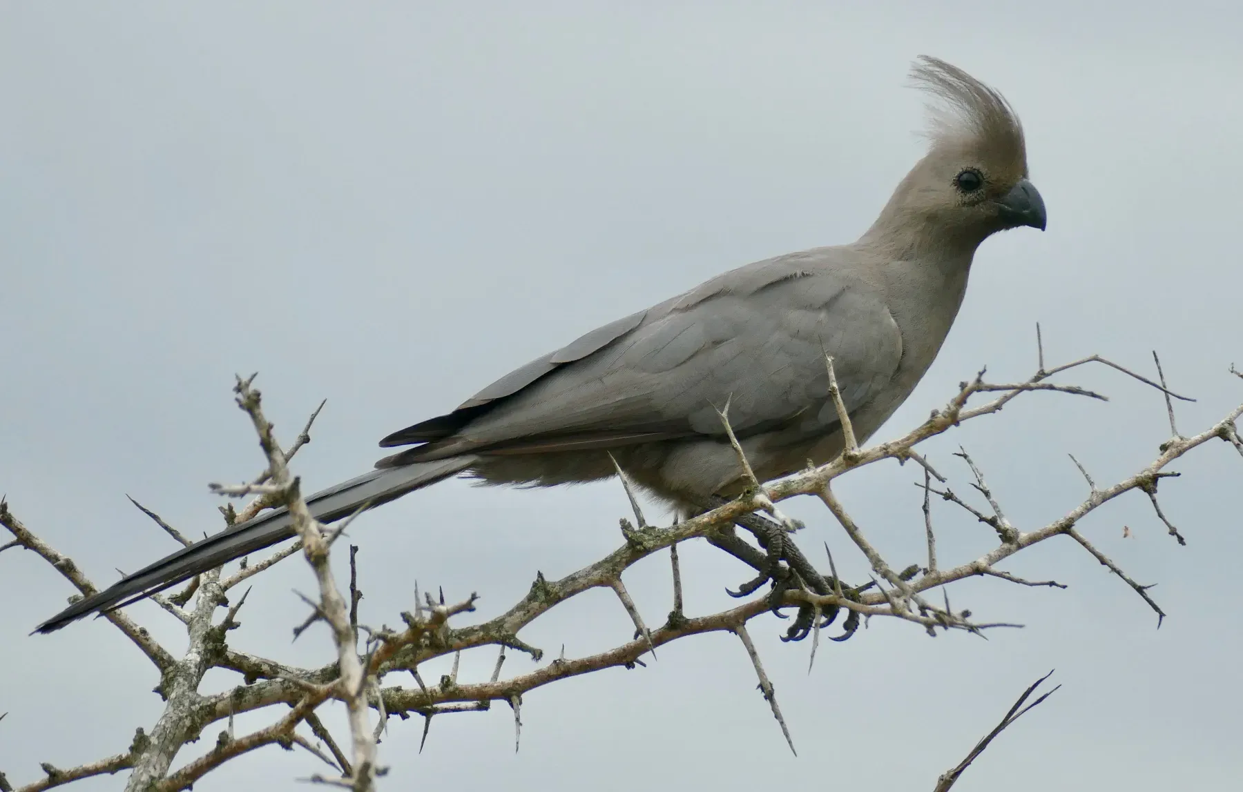 File:Day 78 Grey Go-Away-Bird (Crinifer concolor) (53382677522).jpg