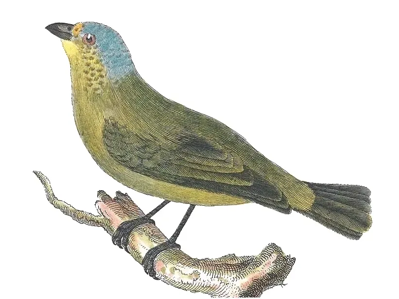 File:Chlorophonia flavifrons.jpg