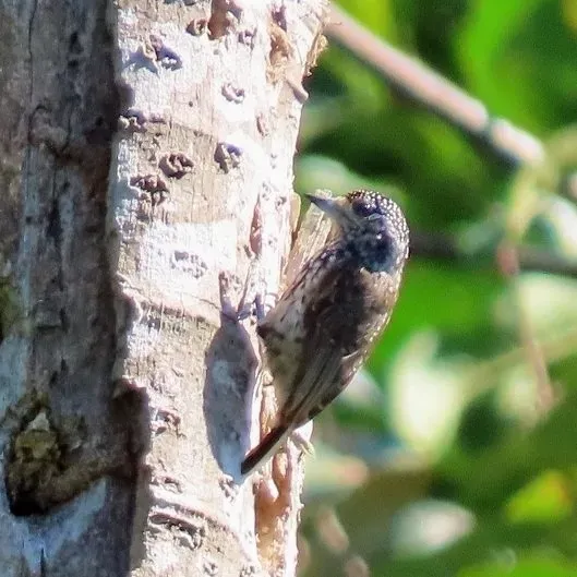 File:Ocellated Piculet (Picumnus dorbignyanus dorbignyanus), San Juan, Santa Cruz, Bolivia 1.jpg