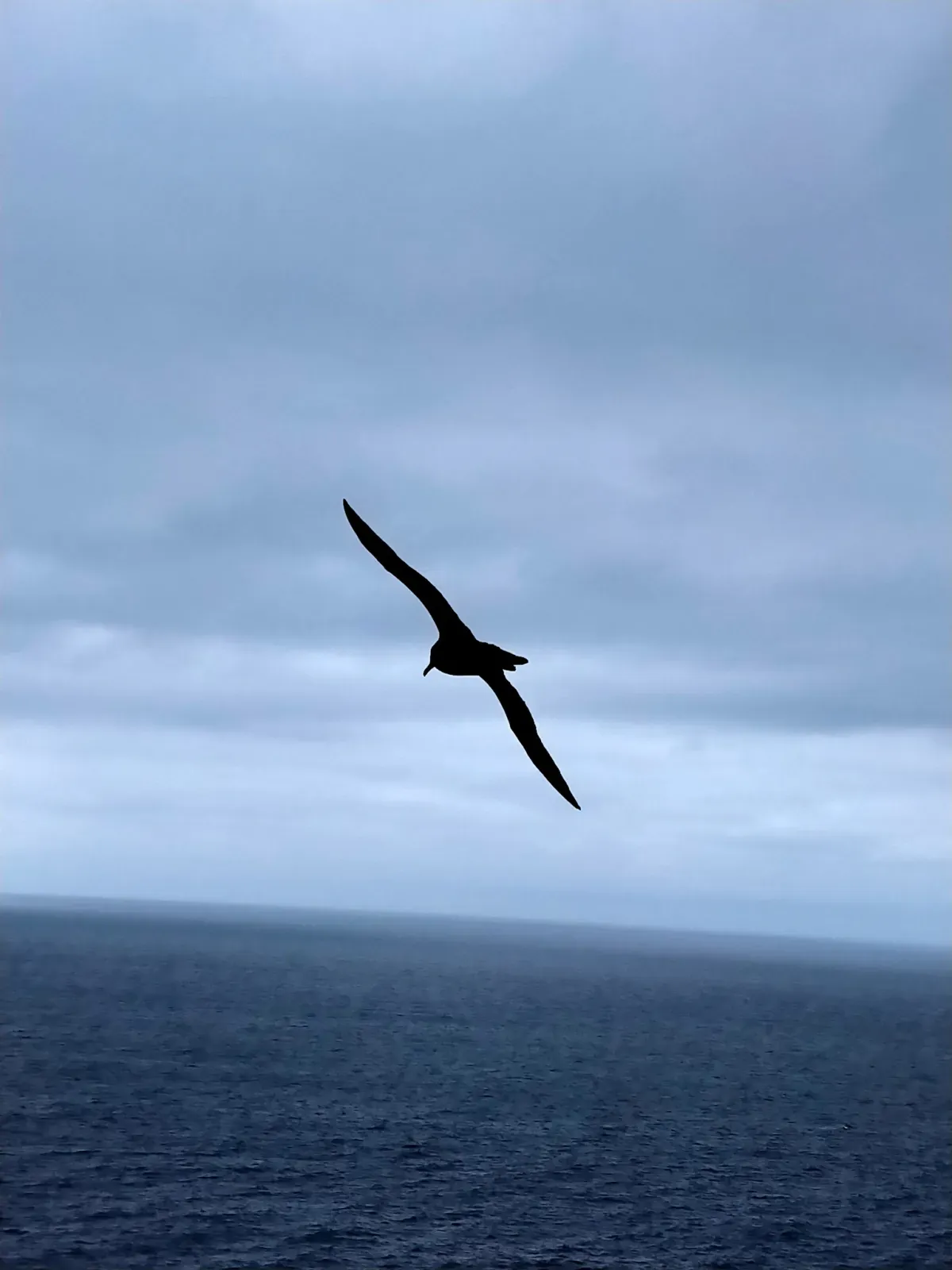 File:Phoebetria palpebrata Auckland Island 320376020.jpg