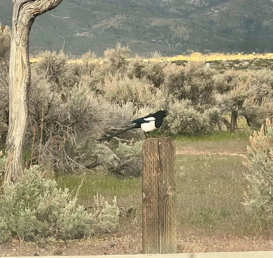 File:Black-Billed Magpie (Pica hudsonia) Washoe Lake State Park, Nevada.jpg