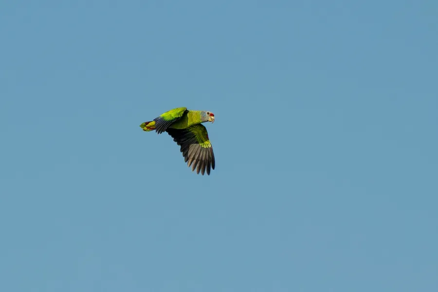 File:Amazona brasiliensis, Guaraqueçaba, Paraná, Brazil 1.jpg