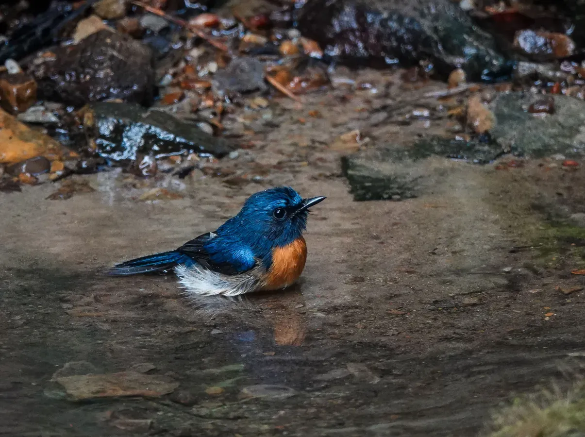 File:Cyornis rubeculoides 309261138.jpg